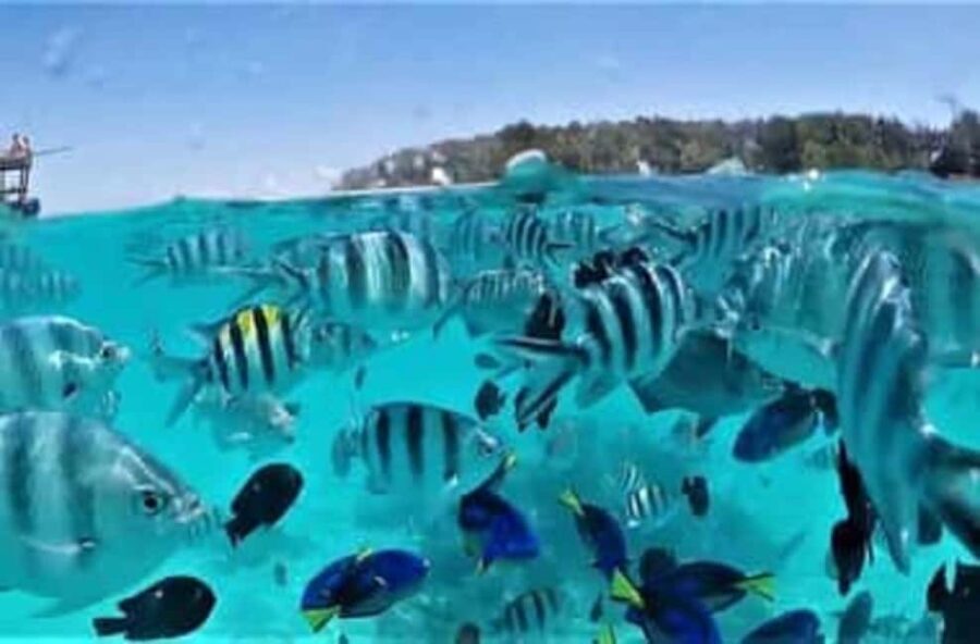 Safari blue : Day trip , snorkeling, white sand bank,seefood - An In-Depth Look at the Safari Blue Day Trip