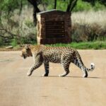 Safari Experience of Pilanesberg Nature Reserve - Pricing and Value