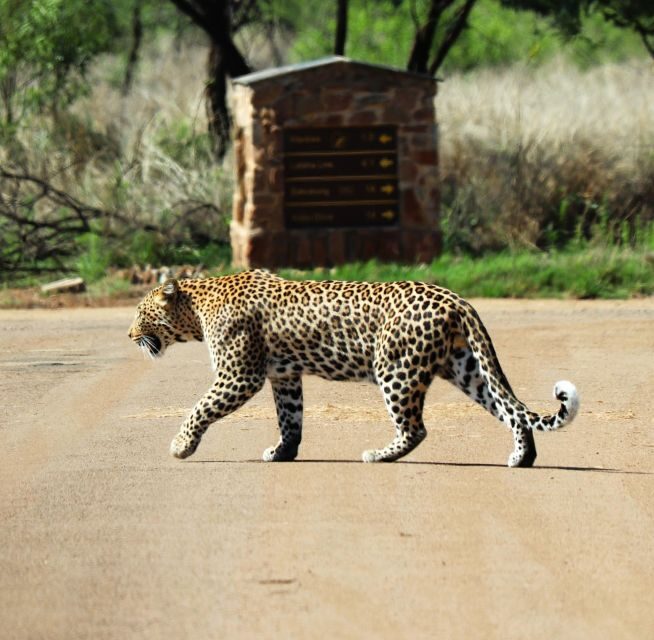Safari Experience of Pilanesberg Nature Reserve - Pricing and Value
