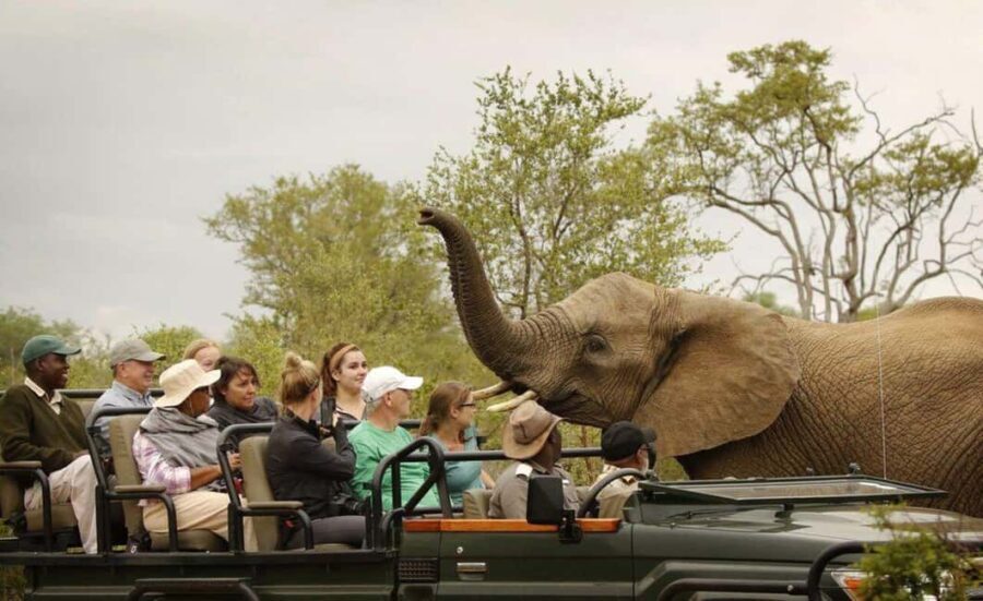 Safari Game Drive in Zambezi national park - What to Expect from the Safari Game Drive