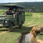 Safari game drive tour - Why This Safari is Worth the Cost
