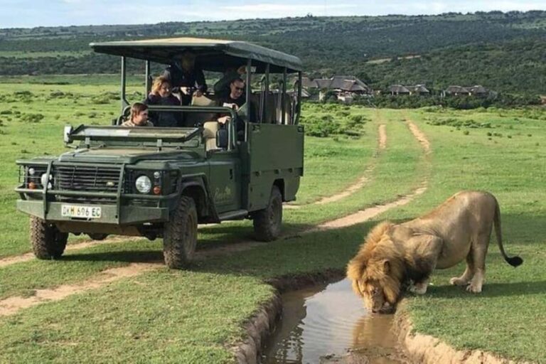 Safari game drive tour - Why This Safari is Worth the Cost