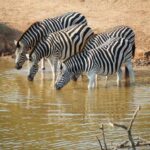 Safari in the Bandia reserve and boat trip on the Somone lagoon - Practical Details: Transportation, Cost, and Flexibility