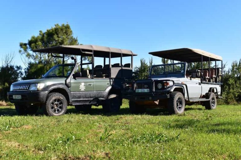 Safari into Schotia Full Day Tour - The Itinerary Breakdown: What to Expect
