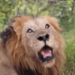 Safari Kruger National Park from Maputo - Key Points