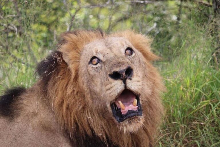 Safari Kruger National Park from Maputo - Key Points