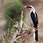 Safari Serenity:Exploring Tarangire National Park in Day - Morning Game Drive: Wildlife Encounters Start Early