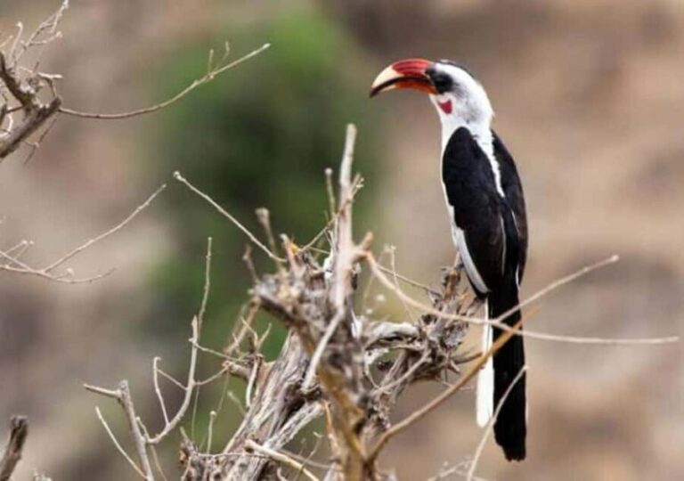 Safari Serenity:Exploring Tarangire National Park in Day - Morning Game Drive: Wildlife Encounters Start Early