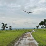 SAFARI WILDLIFE 3 DAYS 2 NIGHT FROM ZANZIBAR TO MIKUMI - What’s Included & What to Keep in Mind