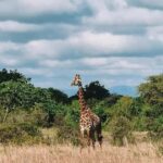SAFARI WILDLIFE 3 DAYS 2 NIGHT FROM ZANZIBAR TO MIKUMI - Day 1: From Zanzibar to Mikumi