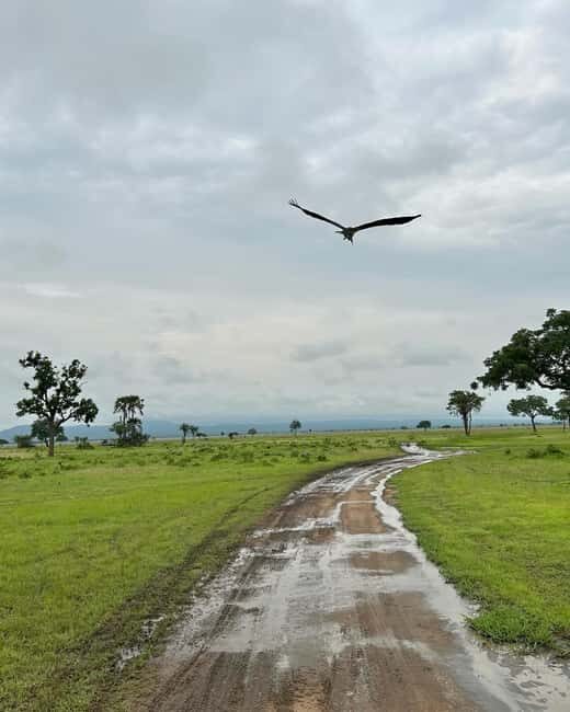 SAFARI WILDLIFE 3 DAYS 2 NIGHT FROM ZANZIBAR TO MIKUMI - What’s Included & What to Keep in Mind