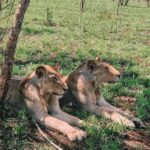 SAFARI WILDLIFE FROM ZANZIBAR TO MIKUMI 3 DAYS AND 2 NIGHTS - First Impressions at Mikumi