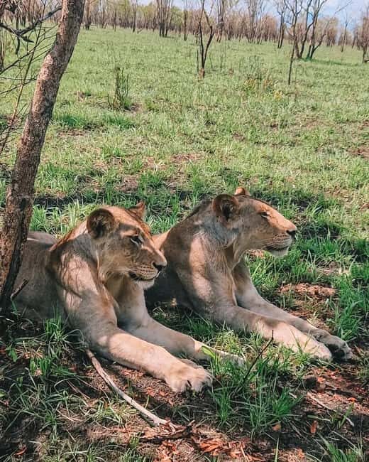 SAFARI WILDLIFE FROM ZANZIBAR TO MIKUMI 3 DAYS AND 2 NIGHTS - First Impressions at Mikumi