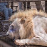 Safari with Lions and Bandia Reserve Game Drive - The Practicalities