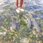 Sal Island: Private Shark Watching & Floating Experience - Discovering the Shark Bay: Up Close with Lemon Sharks