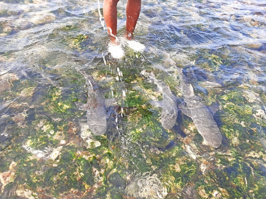 Sal Island: Private Shark Watching & Floating Experience - Discovering the Shark Bay: Up Close with Lemon Sharks