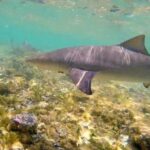 Sal Island: Shark Bay Experience from Santa Maria - What to Expect and Practical Details