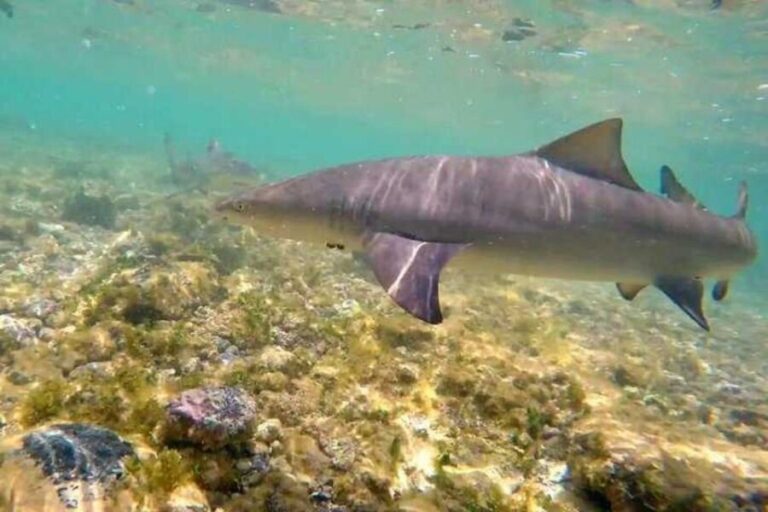 Sal Island: Shark Bay Experience from Santa Maria - What to Expect and Practical Details