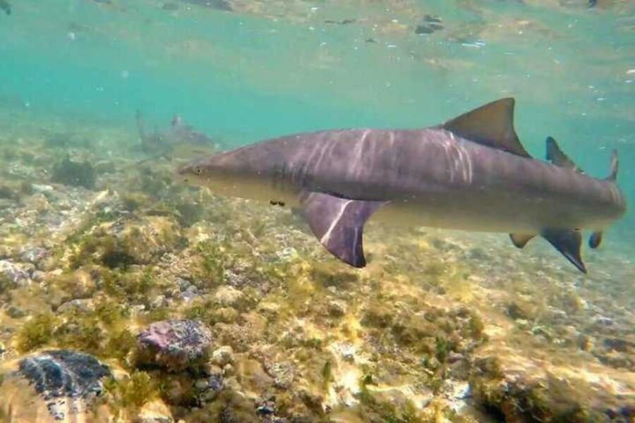 Sal Island: Shark Bay Experience from Santa Maria - What to Expect and Practical Details