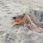 Sal Island: Turtle Watching Experience - Authentic Experiences and Real Insights