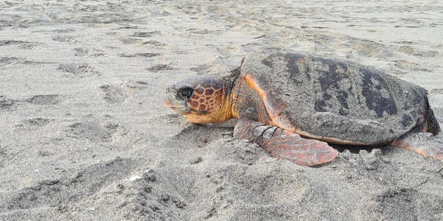 Sal Island: Turtle Watching Experience - Authentic Experiences and Real Insights
