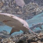 Sal: Salt Lake Tour, Shark Bay and Pedra de Lume Village - Authentic Experiences from Other Travelers