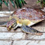 Sal: Turtle Nesting with professional local guide - The Transportation and Timing