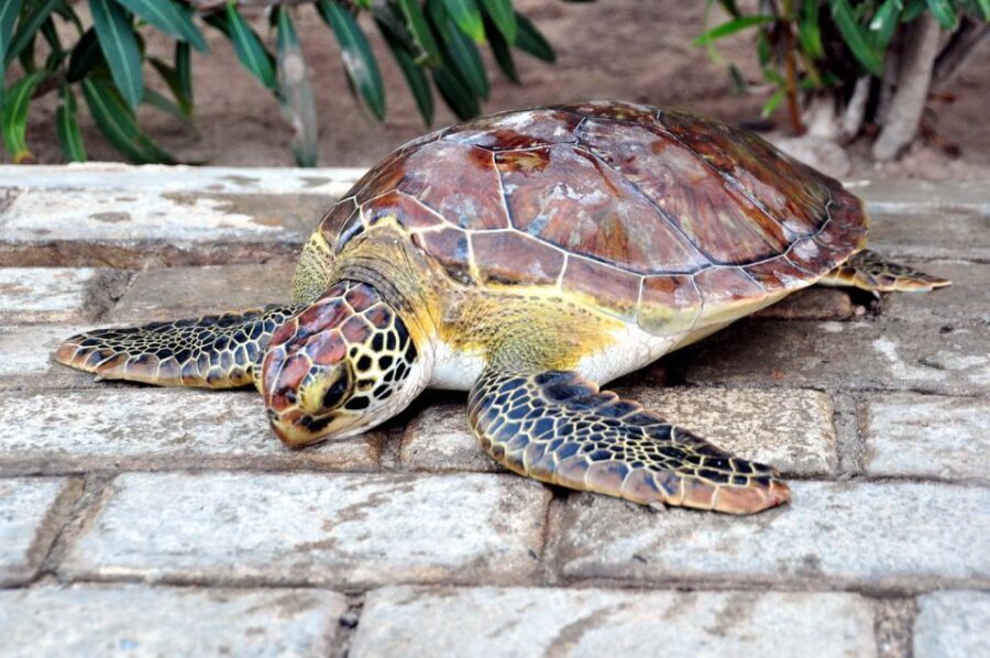 Sal: Turtle Nesting with professional local guide - The Transportation and Timing