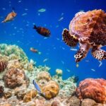 Salaam Cave, Kuza Cave, The Rock Restaurant, Paje Beach - What to Expect from the Tour