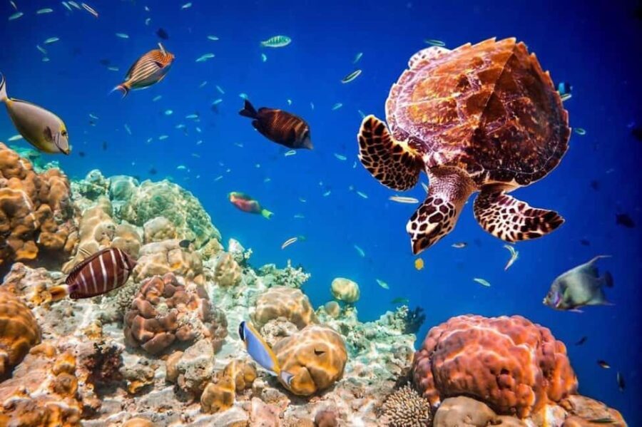 Salaam Cave, Kuza Cave, The Rock Restaurant, Paje Beach - What to Expect from the Tour