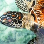 SALAAM CAVE SWIMMING WITH SEA TURTLES IN ZANZIBAR KIZIMKAZI - Why is the Salaam Cave Special?