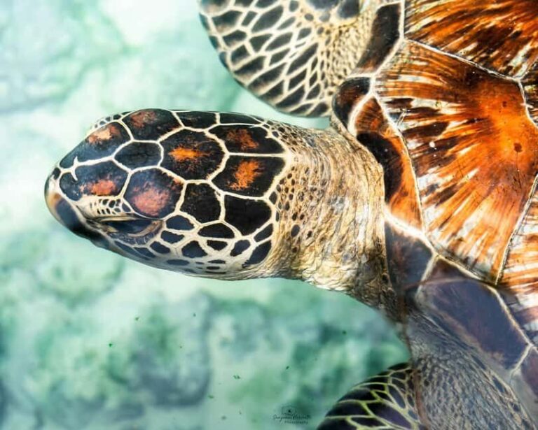 SALAAM CAVE SWIMMING WITH SEA TURTLES IN ZANZIBAR KIZIMKAZI - Why is the Salaam Cave Special?