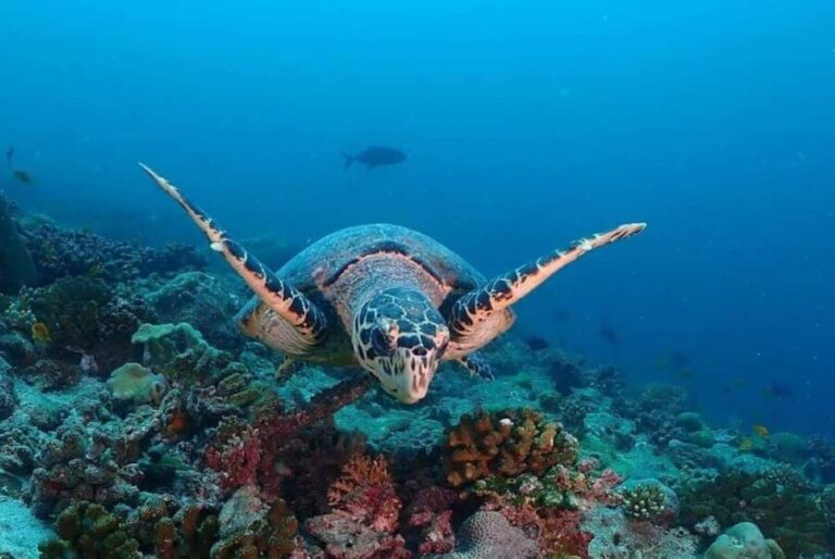 Salaam Cave Tour, Kuza Cave, Paje Beach, Lunch at The Rock - What Makes This Tour Stand Out?