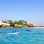 Salalah: Dolphin Watching Boat Tour - What Makes This Tour Stand Out