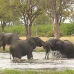 Salt Pans & Delta: Tour with game drives, mokoro & boat trip - What Makes This Tour Stand Out?
