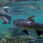 Salt Pans & Lemon Sharks Experience - Final Thoughts: Is It Worth It?