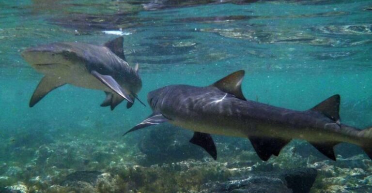 Salt Pans & Lemon Sharks Experience - Final Thoughts: Is It Worth It?