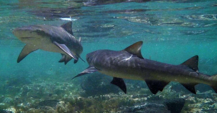 Salt Pans & Lemon Sharks Experience - Final Thoughts: Is It Worth It?