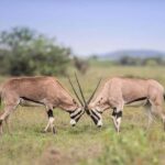 Samburu, Nakuru, Naivasha & Masai Mara: 8 Days of Magic Tour - Who Will Love This Tour?