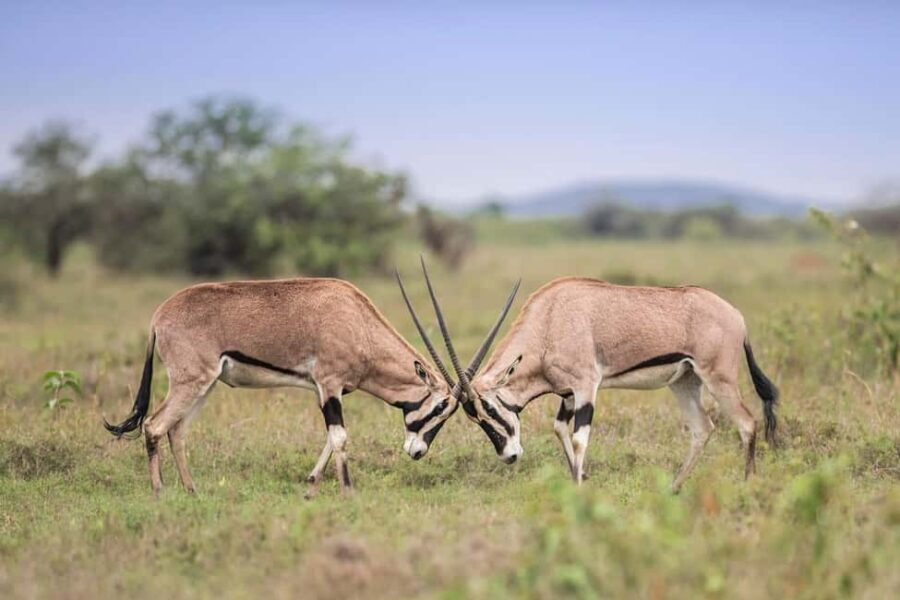 Samburu, Nakuru, Naivasha & Masai Mara: 8 Days of Magic Tour - Who Will Love This Tour?
