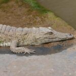 Samburu Reserve Safari: Untamed Wilderness of Northern Kenya - What’s Included and What to Expect