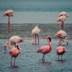 Sandwich Harbour Half Day Tour - Flamingos and Salt Lakes