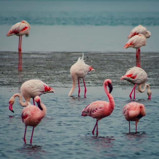 Sandwich Harbour Half Day Tour - Flamingos and Salt Lakes