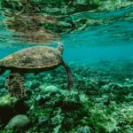 Santa Maria: Guided Wreck and Reef Snorkeling Tour - Key Points