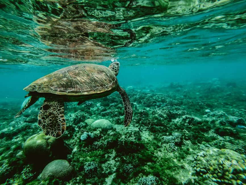 Santa Maria: Guided Wreck and Reef Snorkeling Tour - Key Points