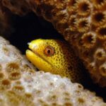 Santa Maria: Half-Day Diving Trip in Sal with Pickup - What to Expect on the Tour