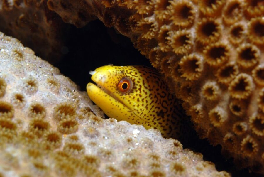 Santa Maria: Half-Day Diving Trip in Sal with Pickup - What to Expect on the Tour