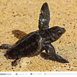 Santa Maria: Sal Island Sea Turtle Watching Experience - What’s Included and What to Bring