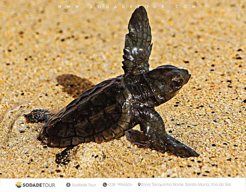 Santa Maria: Sal Island Sea Turtle Watching Experience - What’s Included and What to Bring