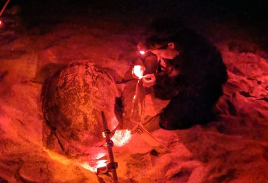 Santa Maria: Sea Turtle Watching Experience on Sal Island - The Practicalities: What to Know Before Booking